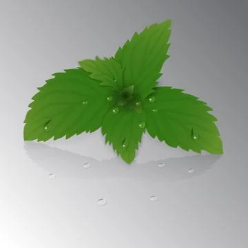 Leaf of mint Stock Illustration