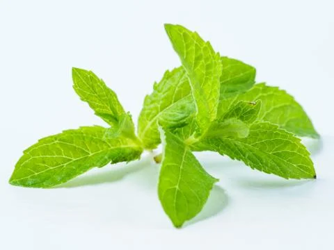 Leaf of mint isolated on white background. Stock Photos