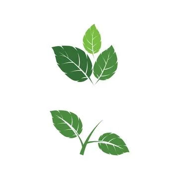 Leaf Mint Logo Template vector symbol Stock Illustration