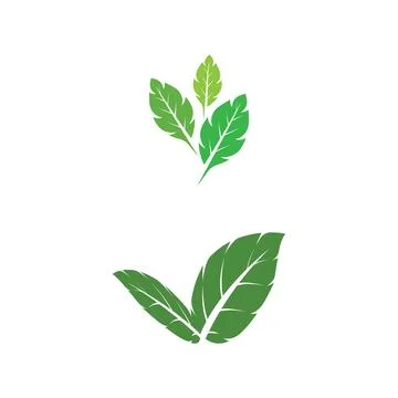 Leaf Mint Logo Template vector symbol Illustrazione stock