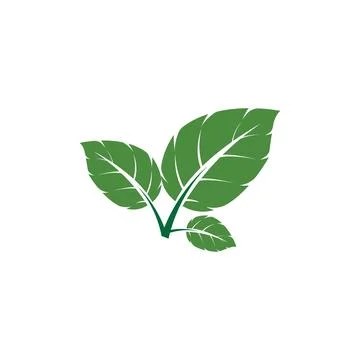 Leaf Mint Logo Template vector symbol Stock Illustration