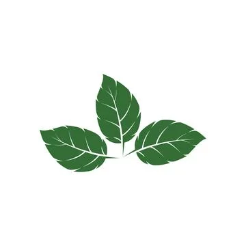 Leaf Mint Logo Template vector symbol Stock Illustration