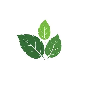 Leaf Mint Logo Template vector symbol Illustrazione stock