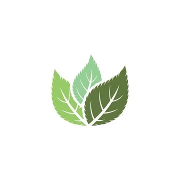 Leaf Mint Logo Template vector symbol Stock Illustration