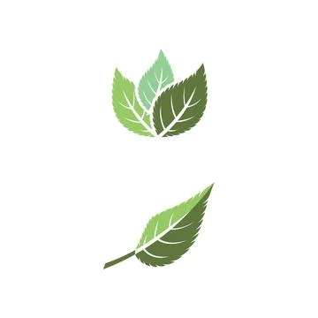Leaf Mint Logo Template vector symbol Stock Illustration