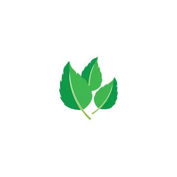 Leaf Mint Logo Template vector symbol Stock Illustration