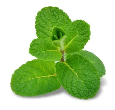 Leaf mint Stock Photos