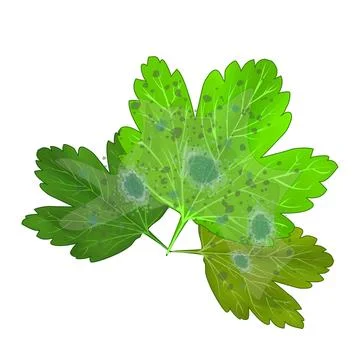 Leaf with mold isolated on white background.Green leaf are damaged by fungi. Stock Illustration