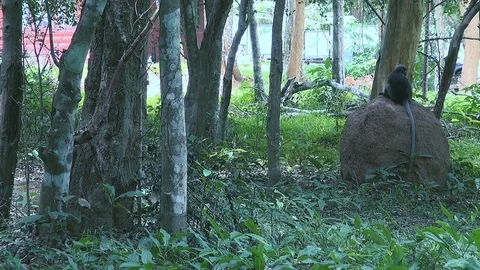 Leaf Monkey Attack Video stock 101698927