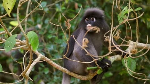 Leaf monkey sitting on tree branch surrounded by green foliage, Vidéo 303826993