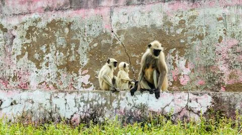 Leaf monkeys sitting at wall with her kids at day 写真素材
