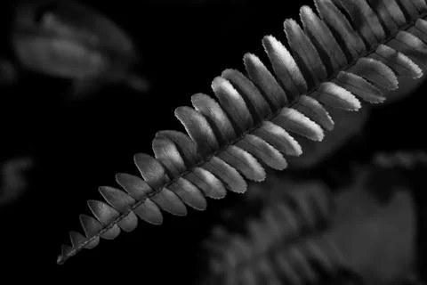 Leaf: monochrome Stock Photos