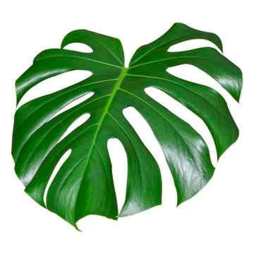 Leaf of a monstera isolated on white Stock Photos