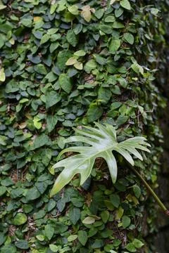 A leaf of a monstera plant on the background of a wall covered with leaves Stock Photos