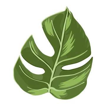 Leaf monstera on white background. Abstract sketch leaf green color. Stock Illustration