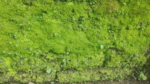 Leaf the moss Stock Footage 220399971