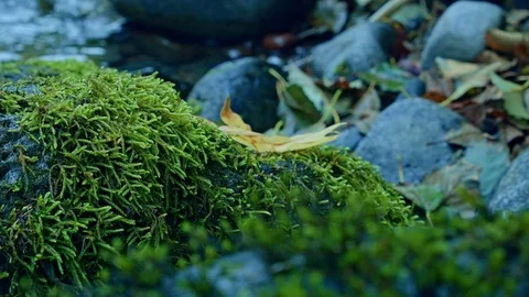 Leaf on mossy rock McKenzie River Valley Oregon 44 Stock Footage 81759806