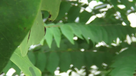 Leaf motion Stock Footage