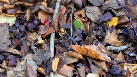 Leaf mould in November, 2024 Stock Footage 321473848