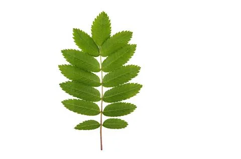 Leaf of a mountain ash, it is isolated on white Foto stock
