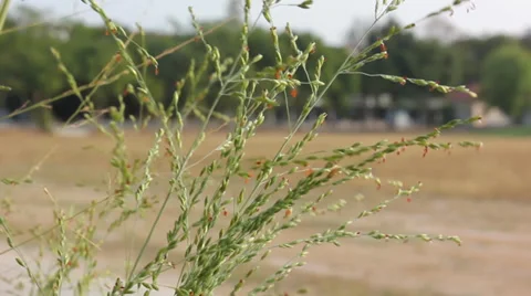 Leaf movement 動画素材 35231018