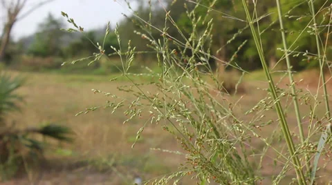 Leaf movement 動画素材 35231025