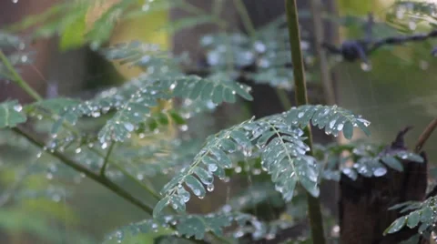 Leaf movement 動画素材 35242728