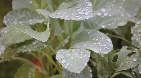 Leaf movement 動画素材 35242729