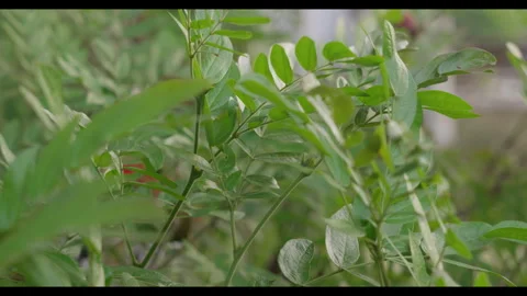 Leaf Movement in Garden for Mindfulness Background Use Stock Footage 327798827