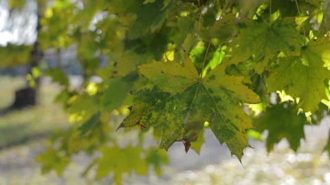The leaf moves Stock Footage 157731697