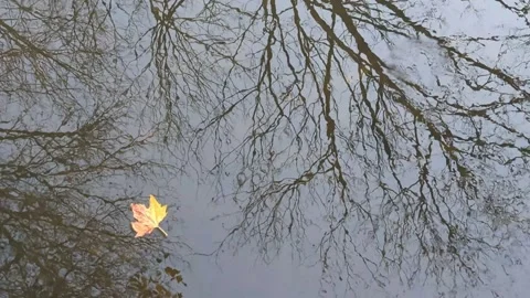 Leaf moving through the current Stock Footage 292839346