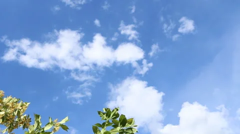 Leaf moving with wind and blue sky Stock Footage 50153781