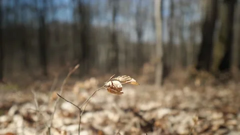 Leaf moving from the wind in the forest Stock Footage 235633876