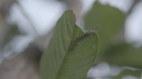 Leaf Muncher: Caterpillar’s Delight Stock Footage 274187523