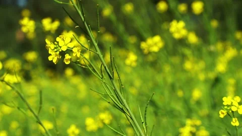 Leaf mustard greens grow a vegetable garden at Village in Rilong Town Stock Footage 226589318