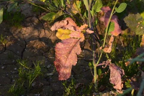 Leaf Of Mustard Stock Photos