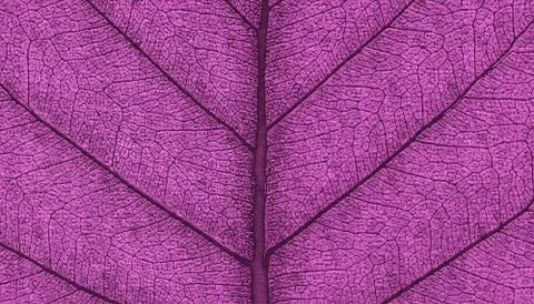 Leaf natural background zoomed texture 3d rendering Illustrazione stock