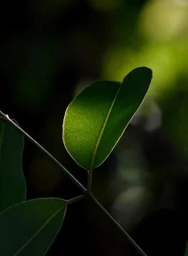 Leaf on natural lighting Stock Photos