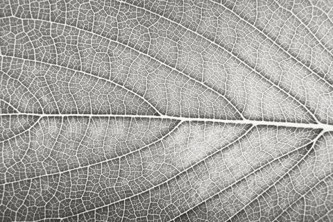 Leaf natural texture close up macro color of 2026 year cloud white Stock Photos