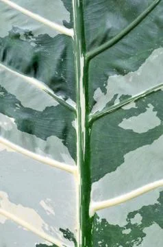 Leaf Nature Background Stock Photos