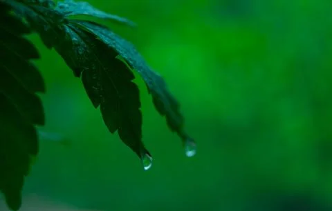 Leaf, nature, drop, water, macro, Wallpaper Stock Photos