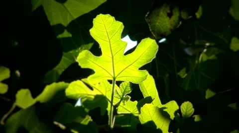 Leaf naturel environment 1 Stock Footage 18082530
