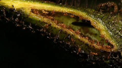 A leaf node or Domatium of Cordia nodosa to show symbiotoic ants inside Video stock 1047414