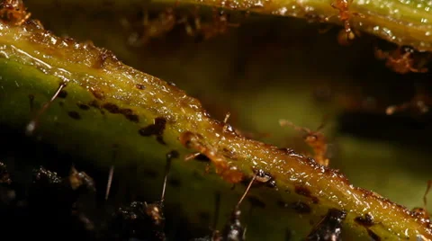 A leaf node or Domatium of Cordia nodosa to show symbiotoic ants inside Stock-Footage 1047421