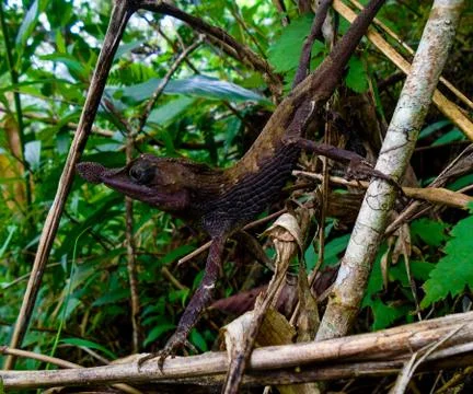 Leaf-nosed lizard in forest 库存照片