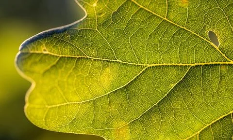 Leaf of an oak after image of the leaf structure against the light Bavaria Stock Photos