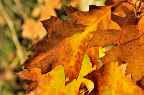 Leaf of oak in autumn Stock Photos