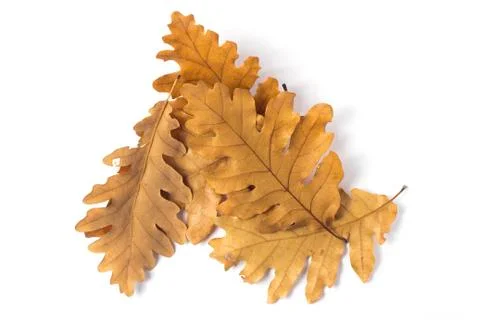 Leaf oak collection on white background Foto stock