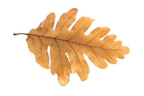 Leaf oak collection on white background Foto stock