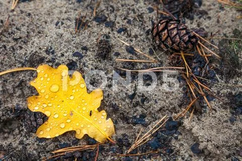 A leaf of oak fallen from a tree, covered with dew, lies on the wet sand. Sel Stock Photos